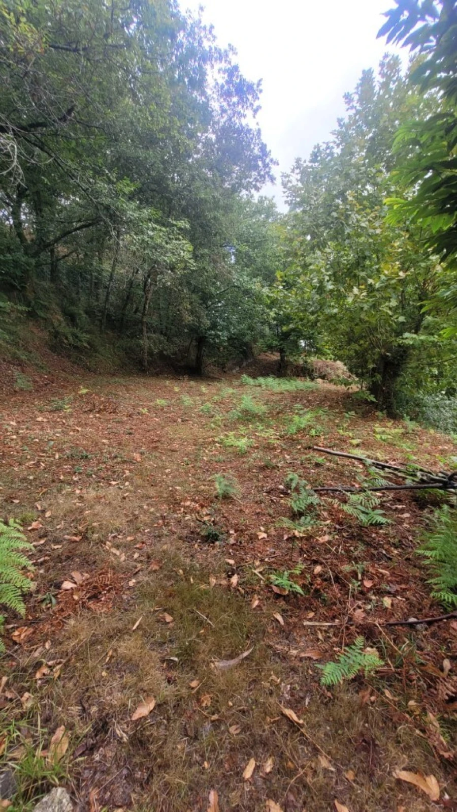 Terreno para Venda em Parada do Bouro Foto 8