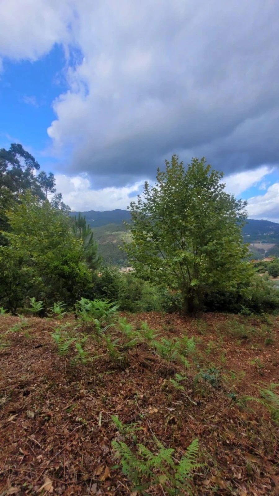 Terreno para Venda em Parada do Bouro Foto 3