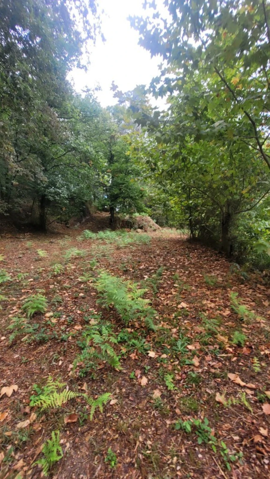 Terreno para Venda em Parada do Bouro Foto 5