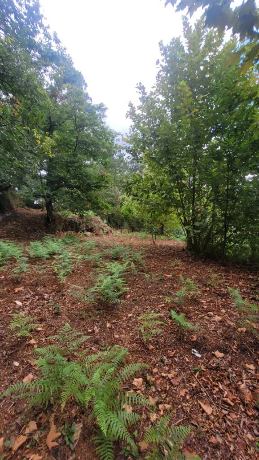 Terreno para Venda em Parada do Bouro Foto 7