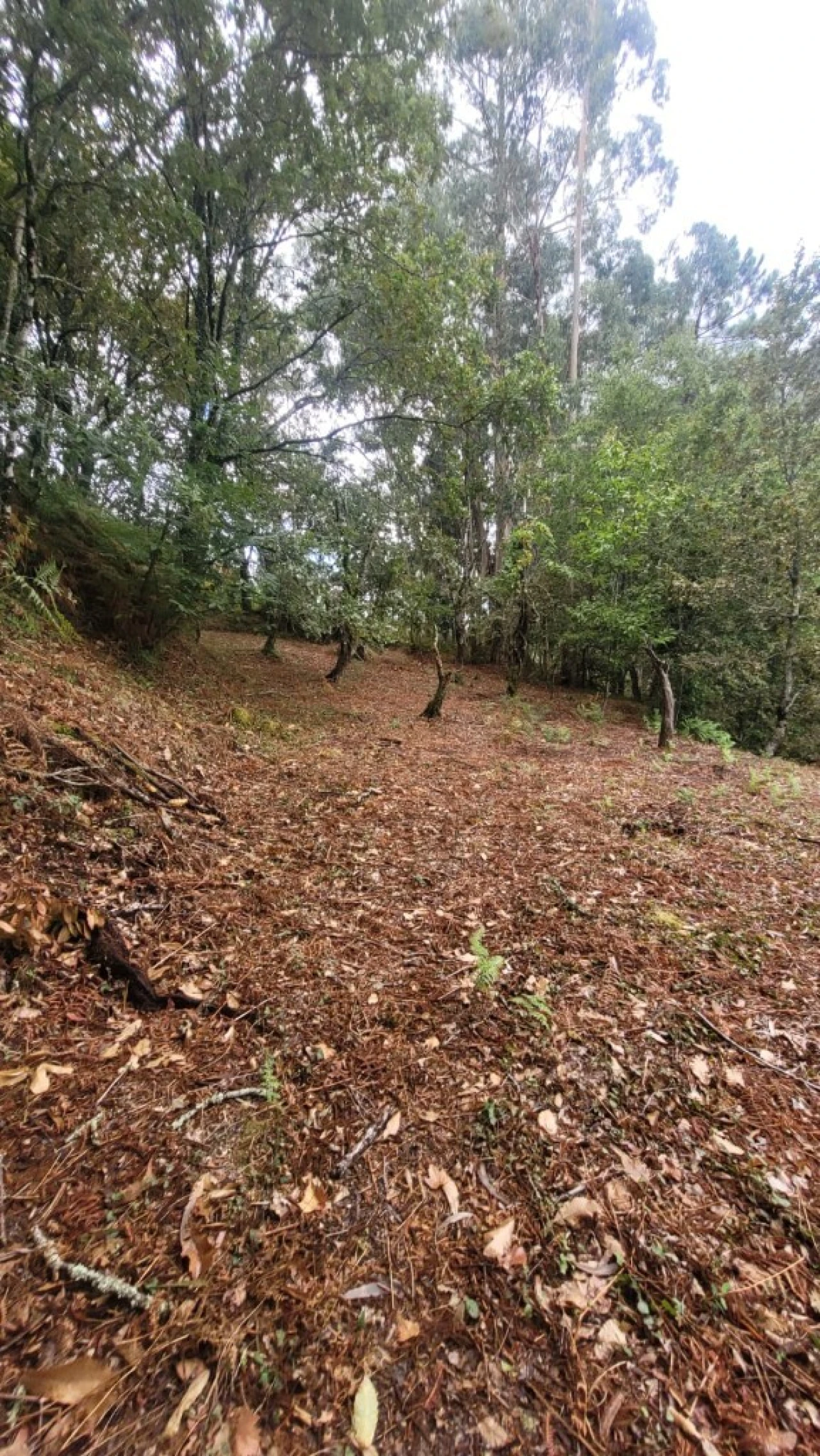 Terreno para Venda em Parada do Bouro Foto 2