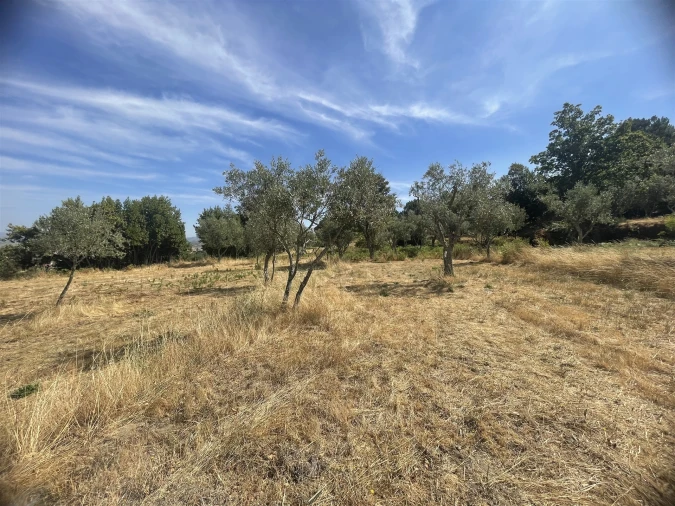 Terreno Agricola ou Rústico para Venda em Melo e Nabais Foto 11