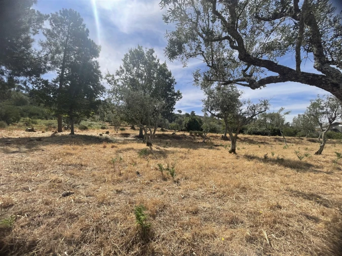 Terreno Agricola ou Rústico para Venda em Melo e Nabais Foto 13