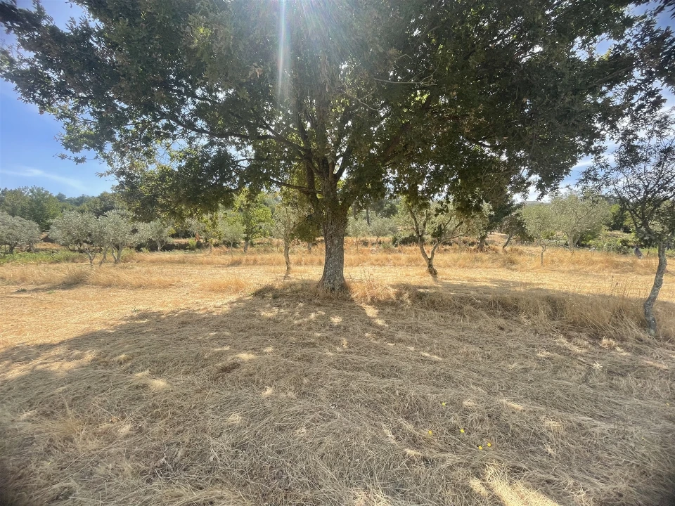 Terreno Agricola ou Rústico para Venda em Melo e Nabais Foto 7