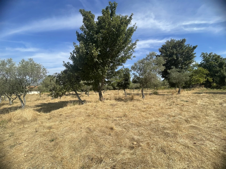 Terreno Agricola ou Rústico para Venda em Melo e Nabais Foto 12