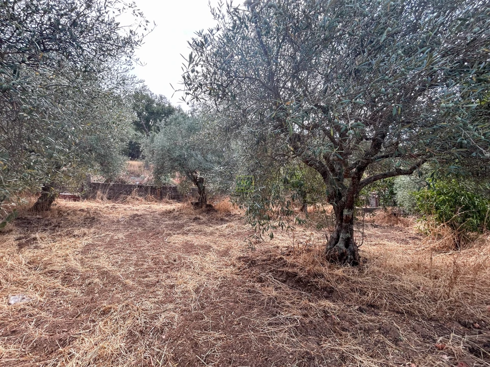 Terreno Agricola ou Rústico para Venda em Aranhas Foto 33