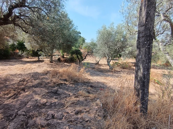 Terreno Agricola ou Rústico para Venda em Aranhas Foto 10