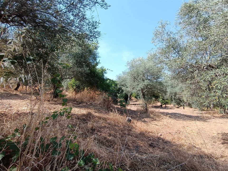 Terreno Agricola ou Rústico para Venda em Aranhas Foto 7