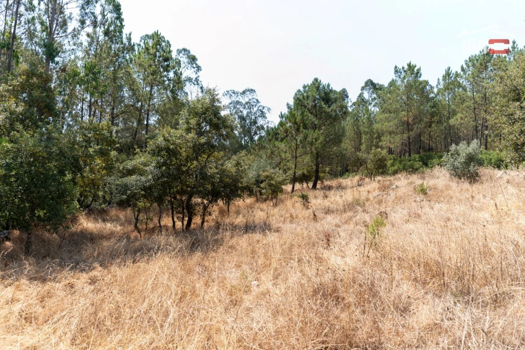 Terreno Agricola ou Rústico para Venda em São Mamede Foto 5