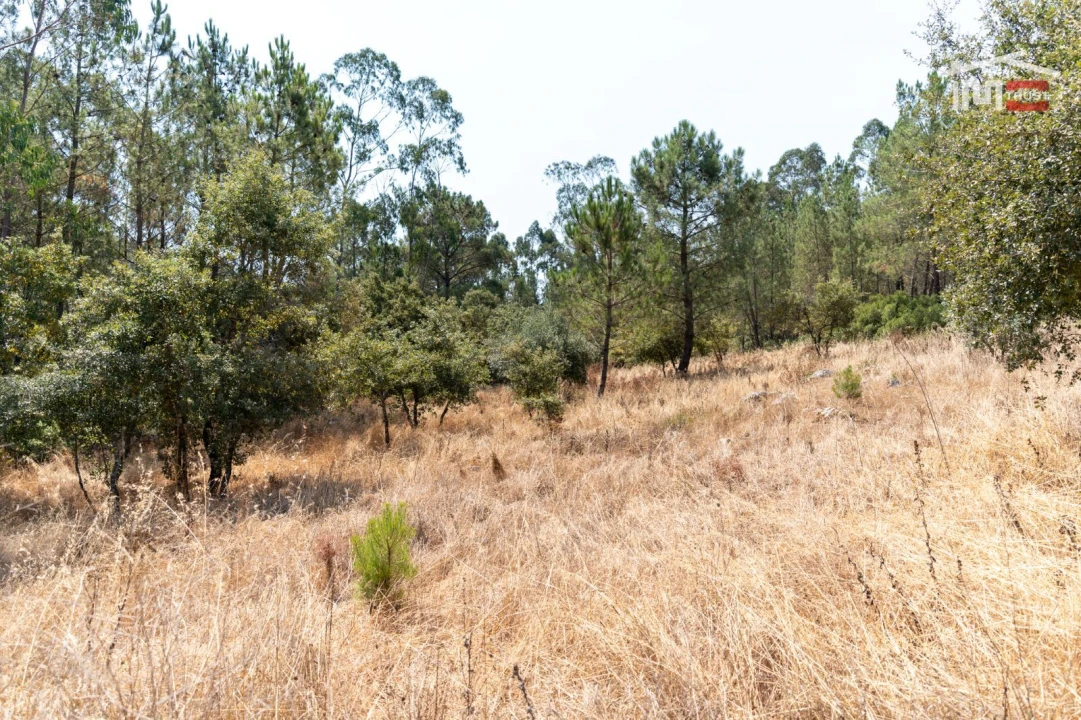 Terreno Agricola ou Rústico para Venda em São Mamede Foto 6