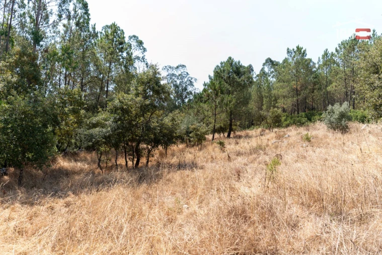 Terreno Agricola ou Rústico para Venda em São Mamede Foto 5