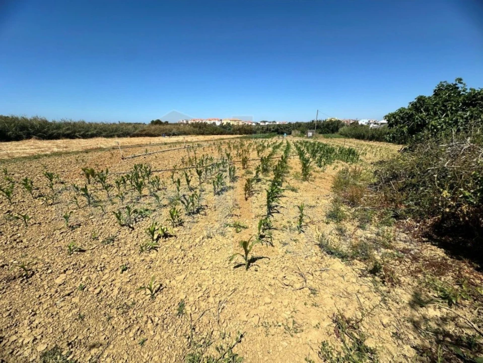 Terreno para Venda em Atouguia da Baleia Foto 9