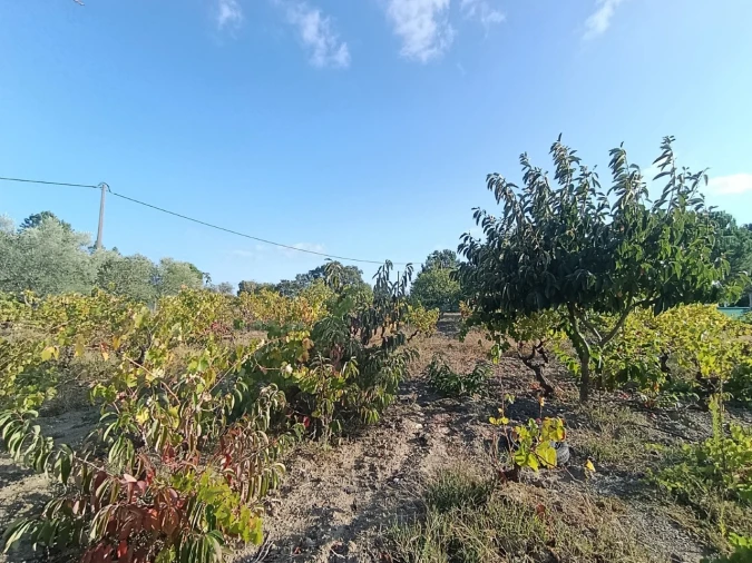 Armazém para Venda em Sardoal Foto 38
