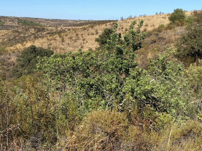 Terreno para Venda em Castro Marim Foto 11