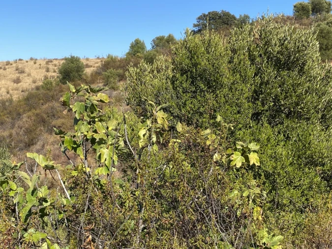 Terreno para Venda em Castro Marim Foto 13
