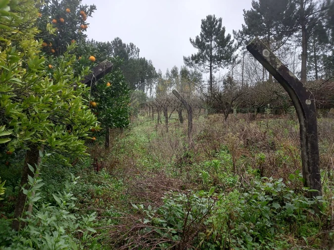 Moradia T5 para Venda em Tamengos, Aguim e Óis do Bairro Foto 12