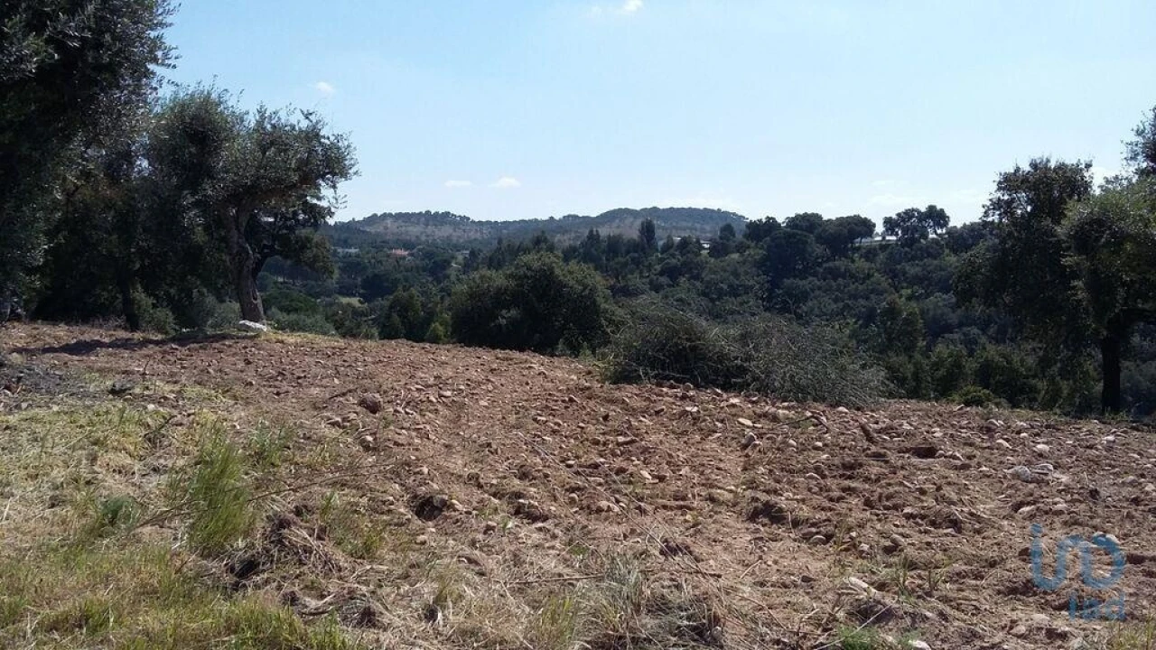 Terreno para Venda em Chamusca e Pinheiro Grande Foto 8