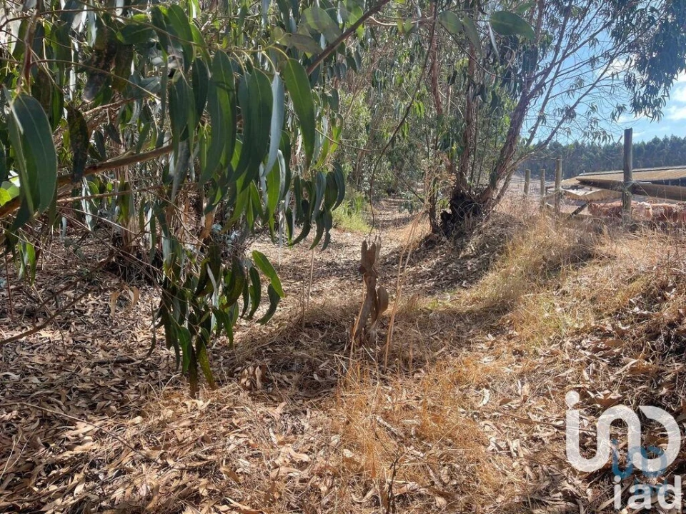 Terreno para Venda em Ramalhal Foto 10