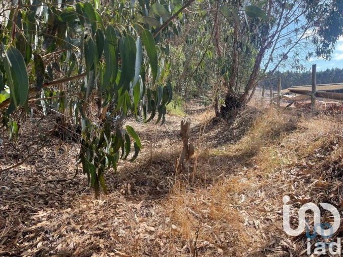 Terreno para Venda em Ramalhal Foto 10