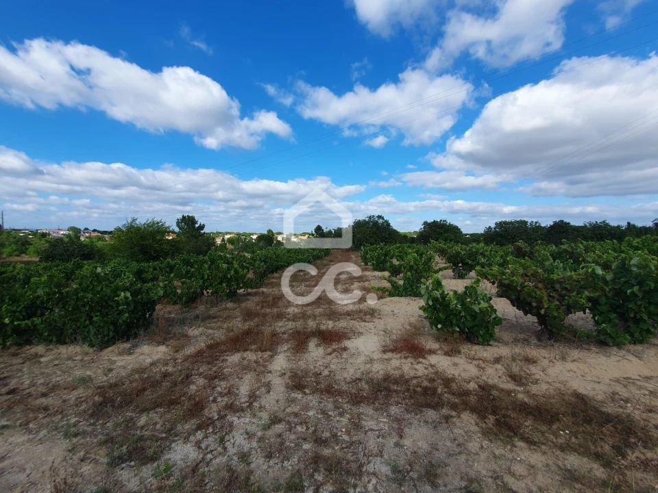 Terreno para Venda em Coruche, Fajarda e Erra Foto 9
