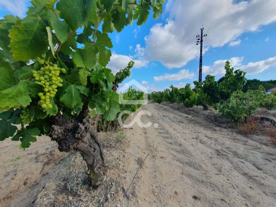 Terreno para Venda em Coruche, Fajarda e Erra Foto 5