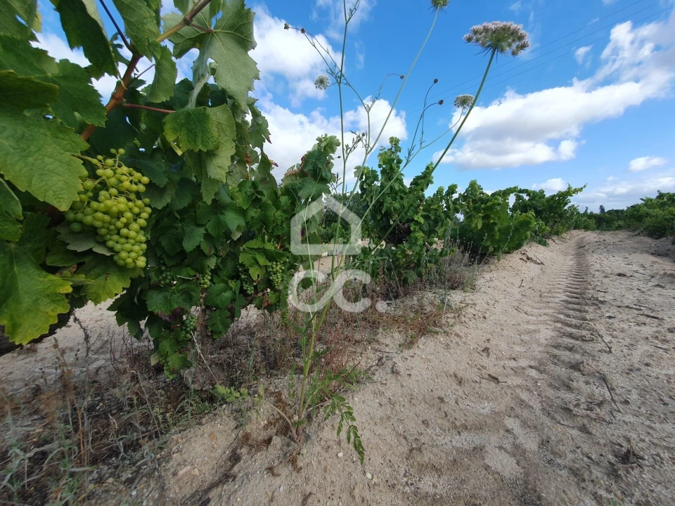Terreno para Venda em Coruche, Fajarda e Erra Foto 6