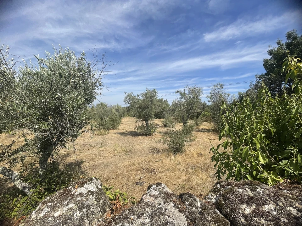 Terreno para Venda em Melo e Nabais Foto 11