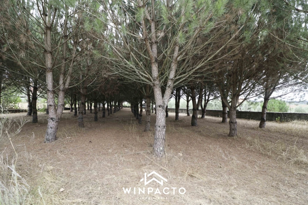 Quinta T0 para Venda em Paranhos Foto 19