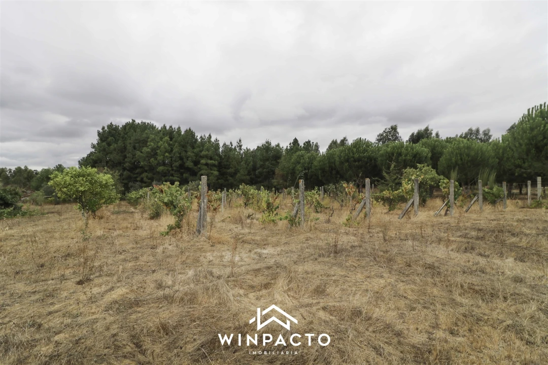 Quinta T0 para Venda em Paranhos Foto 2