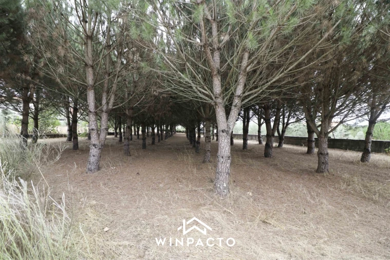 Quinta T0 para Venda em Paranhos Foto 20