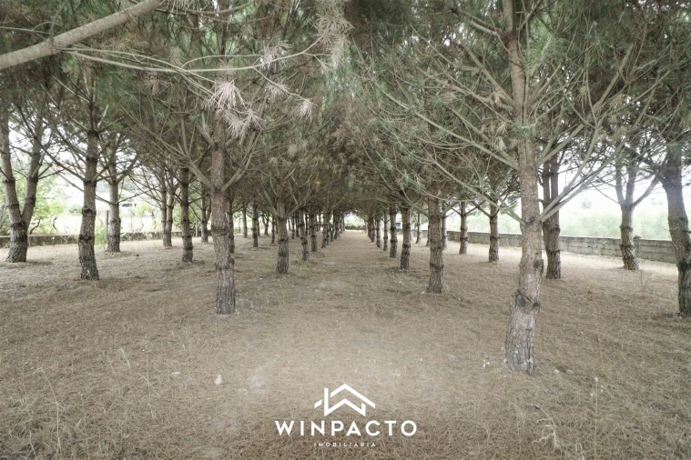 Quinta T0 para Venda em Paranhos Foto 24