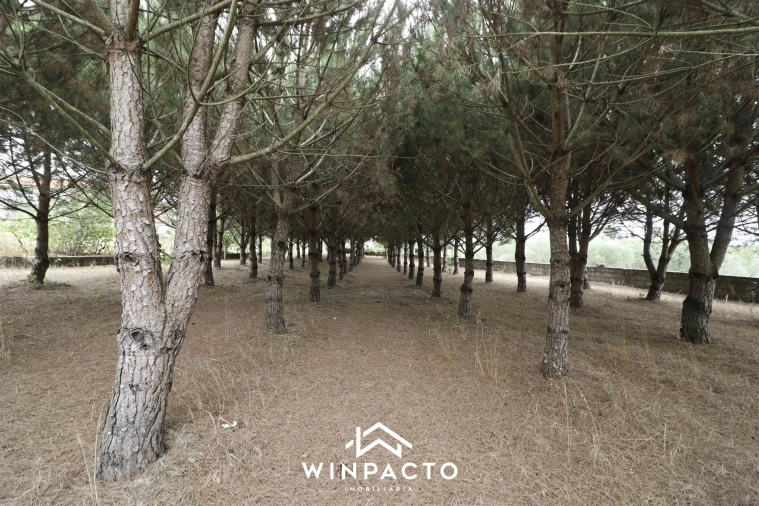 Quinta T0 para Venda em Paranhos Foto 22