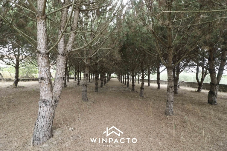 Quinta T0 para Venda em Paranhos Foto 21