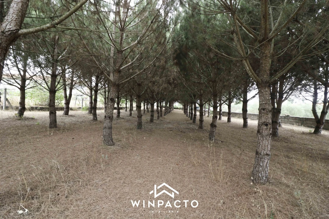 Quinta T0 para Venda em Paranhos Foto 23