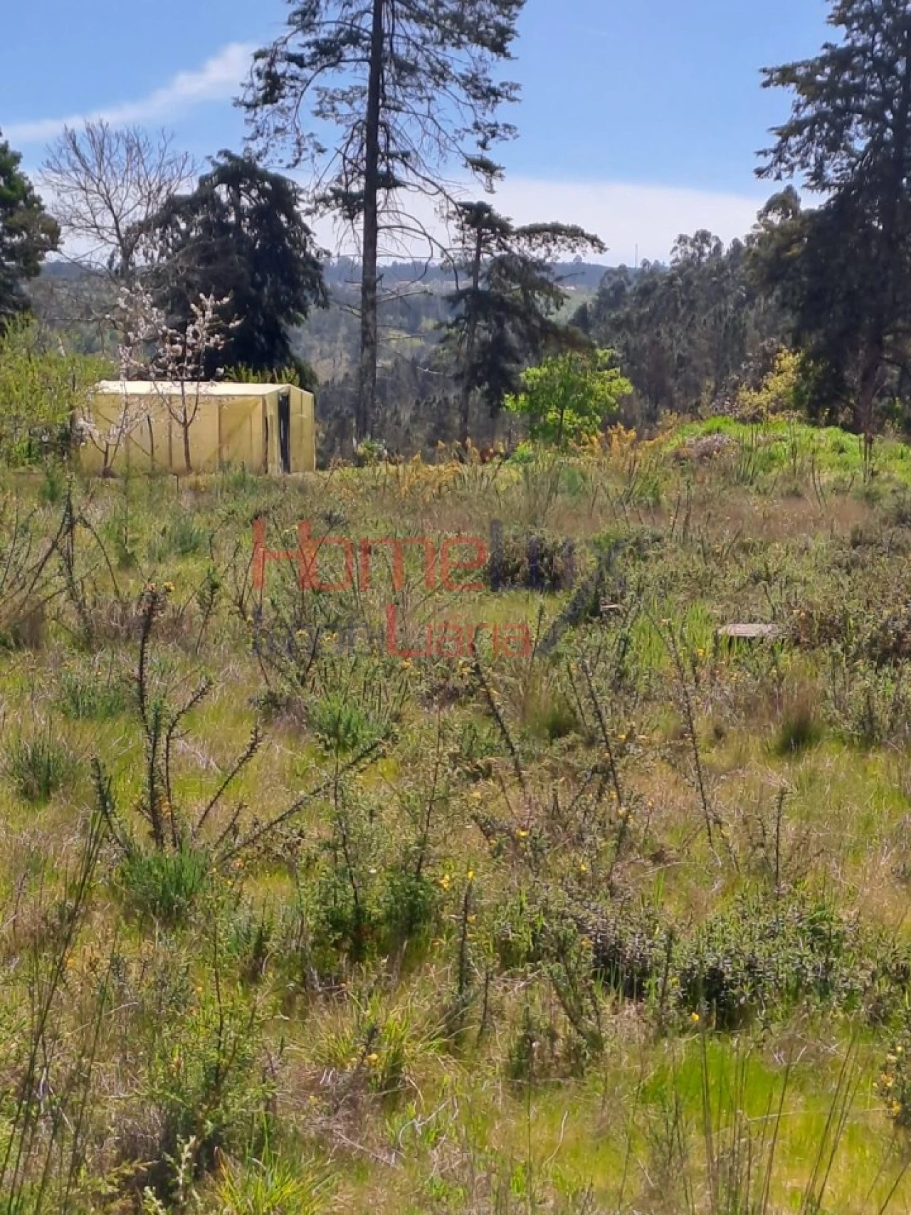 Terreno Agricola ou Rústico para Venda em São Pedro do Sul, Várzea e Baiões Foto 15