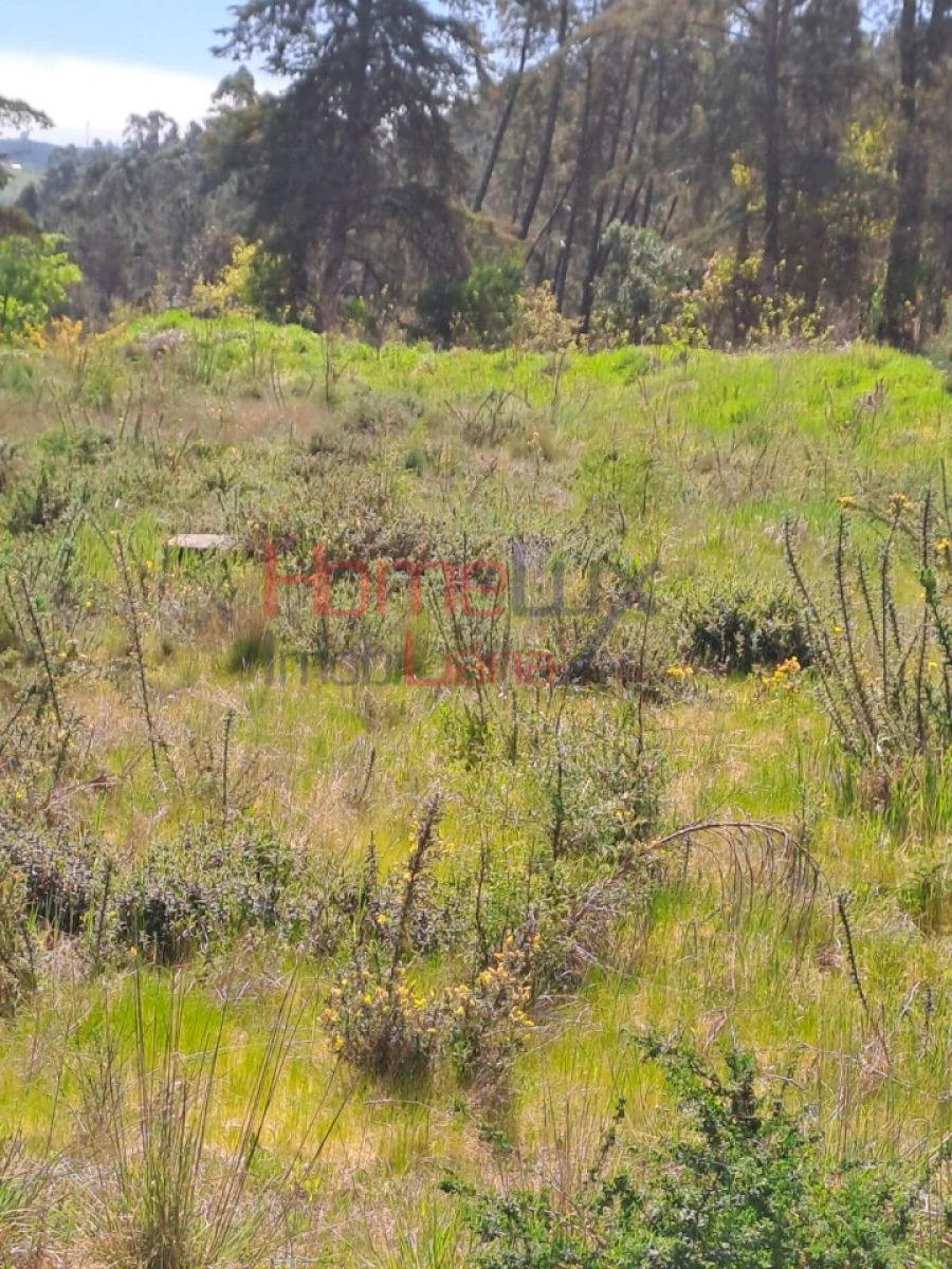 Terreno Agricola ou Rústico para Venda em São Pedro do Sul, Várzea e Baiões Foto 10