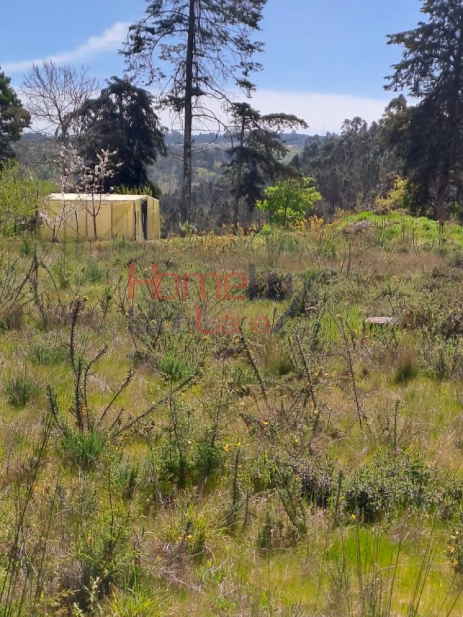 Terreno Agricola ou Rústico para Venda em São Pedro do Sul, Várzea e Baiões Foto 15