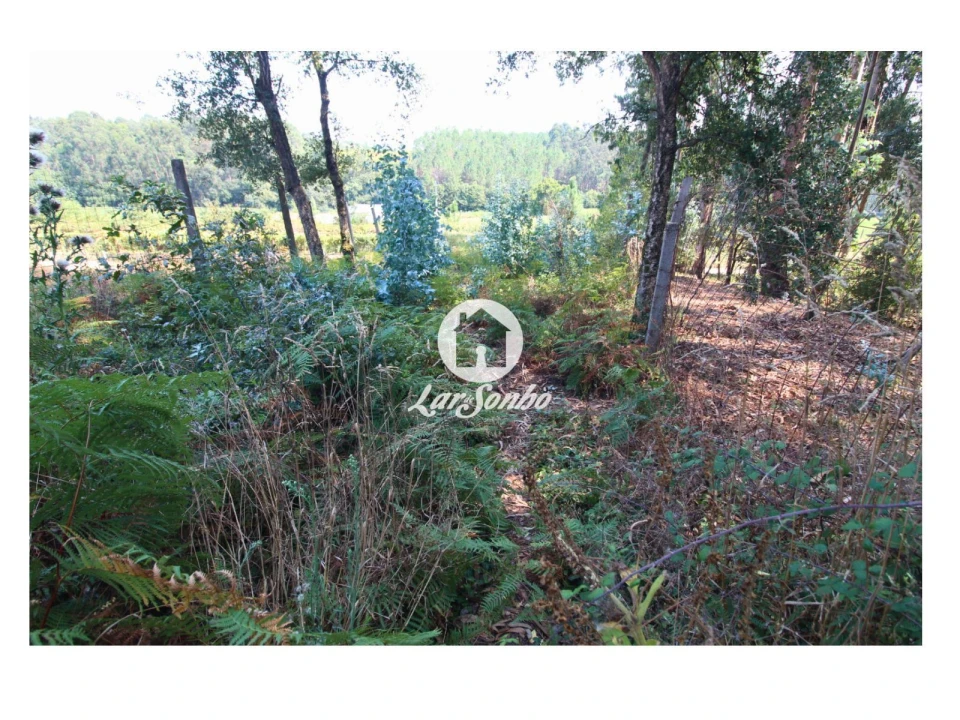 Terreno para Venda em Galegos (São Martinho) Foto 14