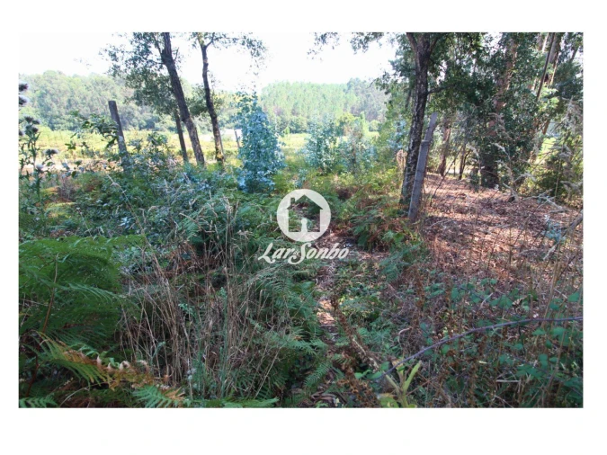 Terreno para Venda em Galegos (São Martinho) Foto 14