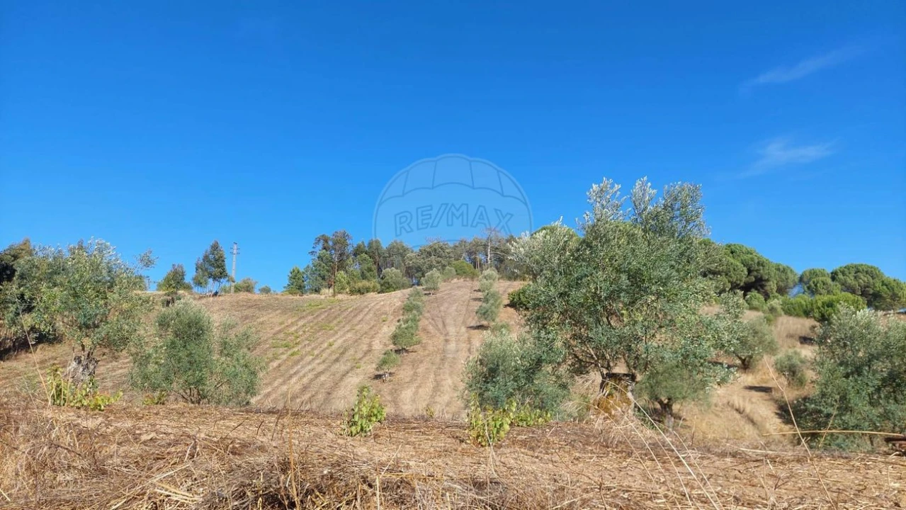 Terreno para Venda em São João da Ribeira e Ribeira de São João Foto 6