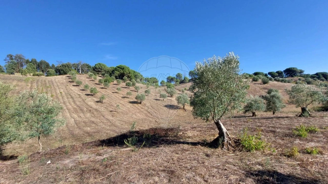 Terreno para Venda em São João da Ribeira e Ribeira de São João Foto 10