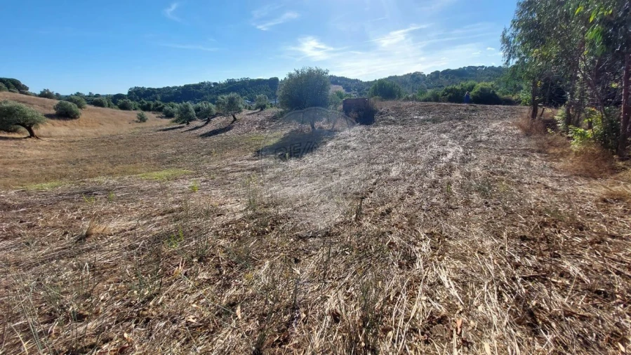 Terreno para Venda em São João da Ribeira e Ribeira de São João Foto 8
