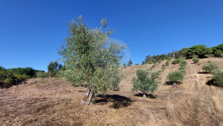 Terreno para Venda em São João da Ribeira e Ribeira de São João Foto 9