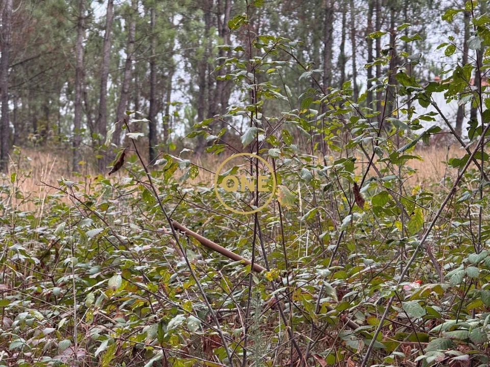 Terreno para Venda em Rates Foto 10