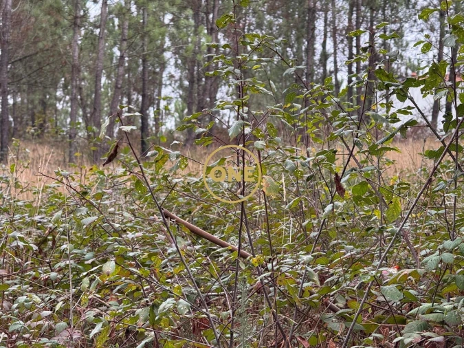 Terreno para Venda em Rates Foto 10