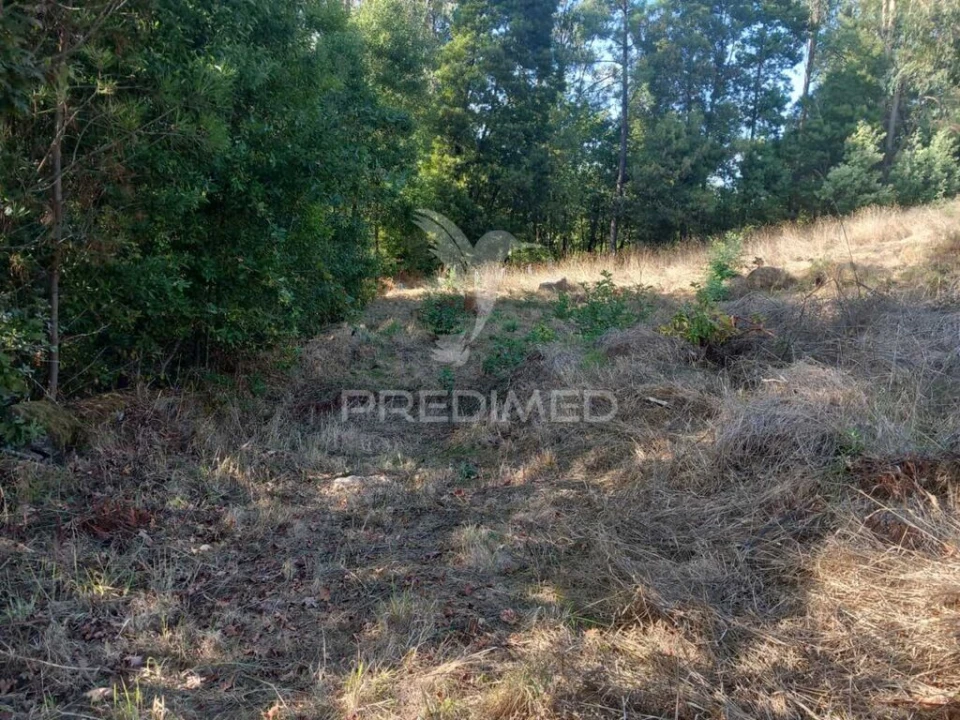 Quinta para Venda em Cossourado Foto 14