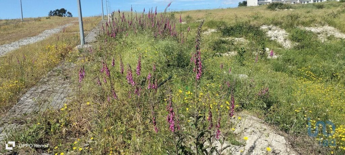 Terreno para Venda em Fonte Arcada e Oliveira Foto 10