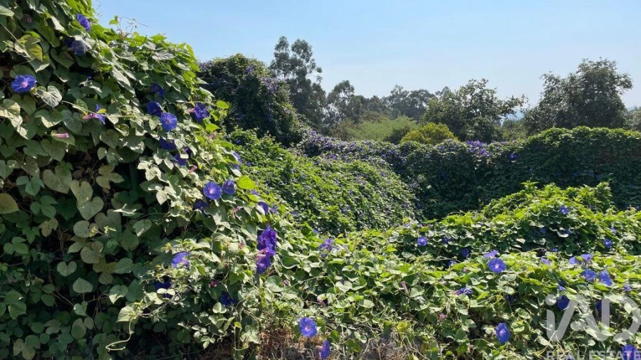 Moradia T4 para Venda em Escariz (São Mamede) e Escariz (São Martinho) Foto 23
