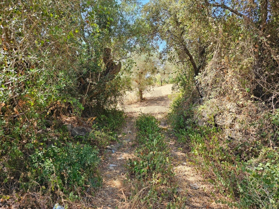 Terreno para Venda em Loule (São Clemente) Foto 14