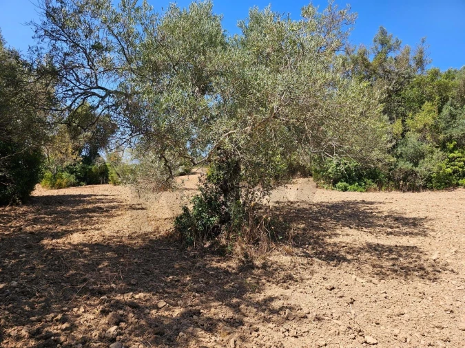 Terreno para Venda em Loule (São Clemente) Foto 6